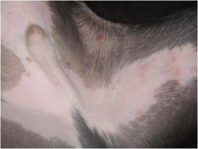 Lyme Disease Rash In Dogs